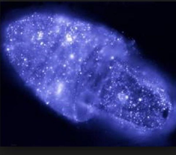 Digital Autoradiography