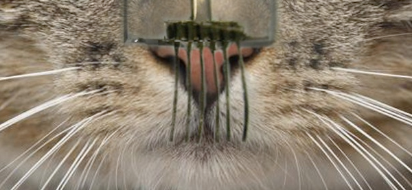 E-Whiskers