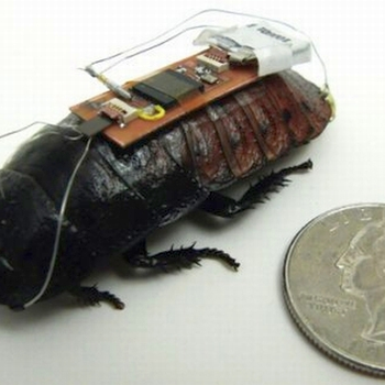 Remote controlled cockroach