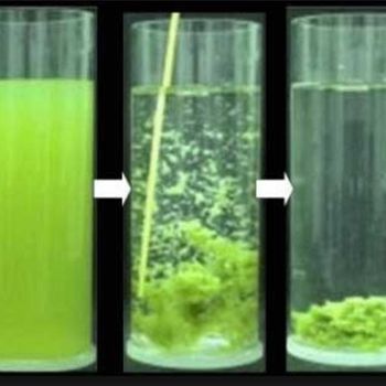 Floculant