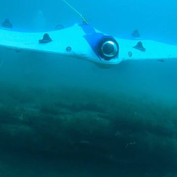 SeaSearcher