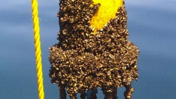 A polymer that keeps ships bottoms clean by twitching like living skin