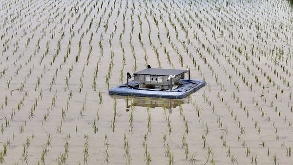 Organic Rice Field Weeding Robot