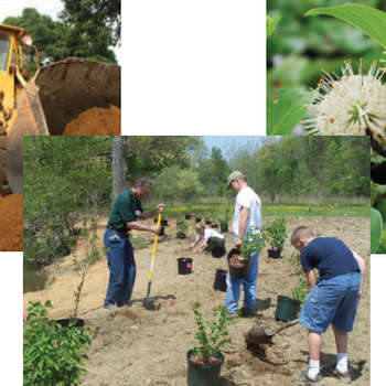 Ecological Revitalization