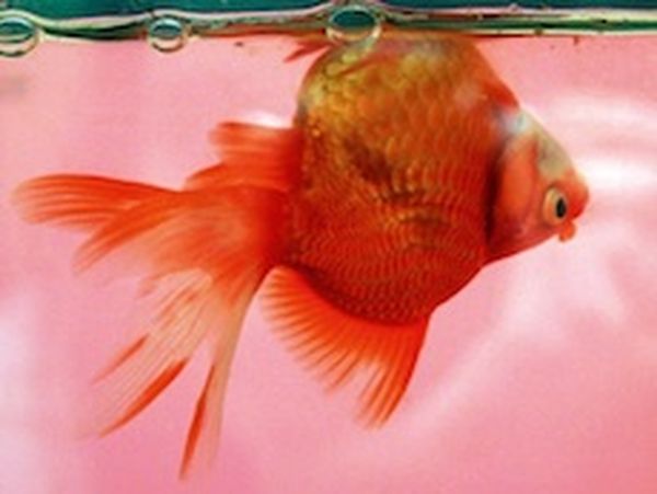 Swim-bladder inside a fish