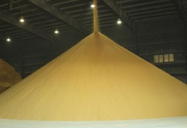 Ozone to destroy toxins in corn