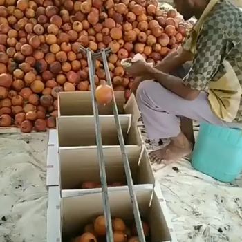 Fruit Sorting