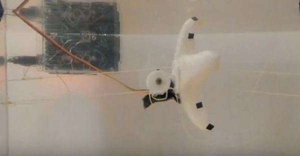 Starfish Robot