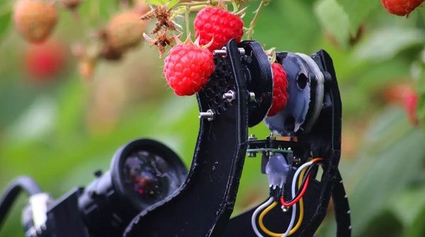 Raspberry-Harvesting Robot