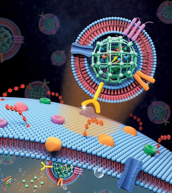 Camouflaged nanoparticles