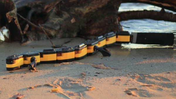 Salamandra robotica II