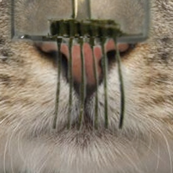 E-Whiskers