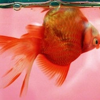Swim-bladder inside a fish