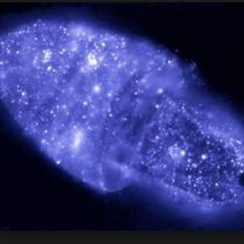 Digital Autoradiography