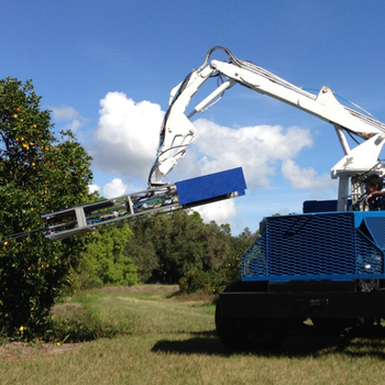 Robotic citrus harvesting