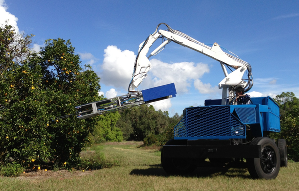 Robotic citrus harvesting