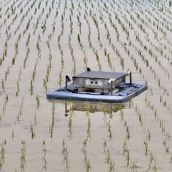 Organic Rice Field Weeding Robot