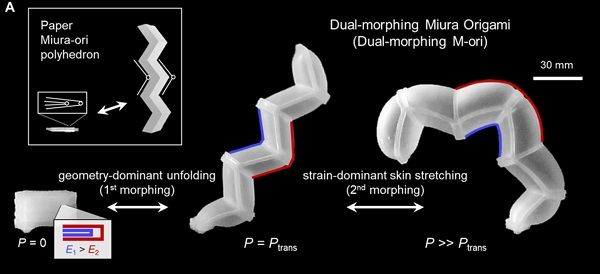 Dual-Morphing Stretchable Origami