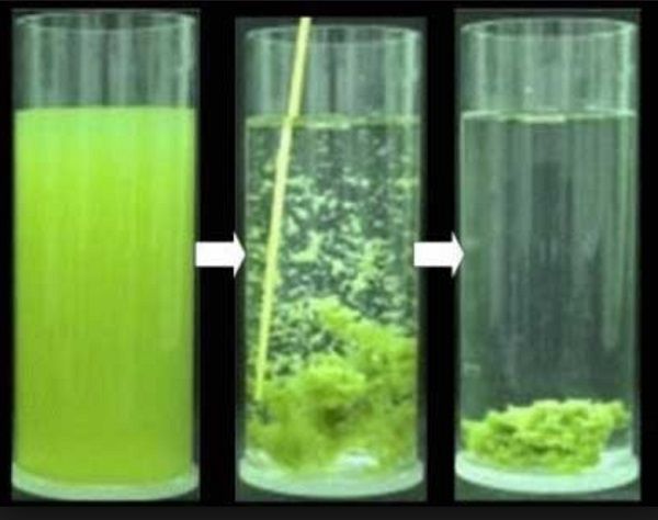 Floculant