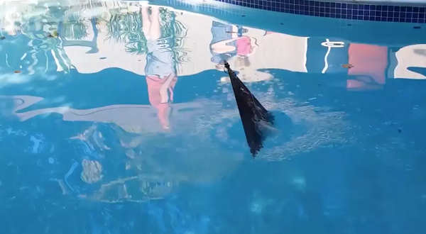 Flying Fish